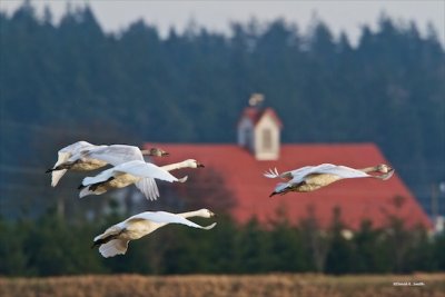 Swans Take Off Skagit Valley