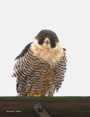 Peregrine Falcon Samanish Flats