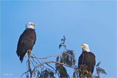 A Pair of Bald Eagles Samanish Flats