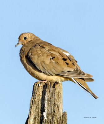 Collared Dove, West Plains