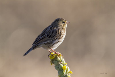 Vesper Sparrow, West Plains
