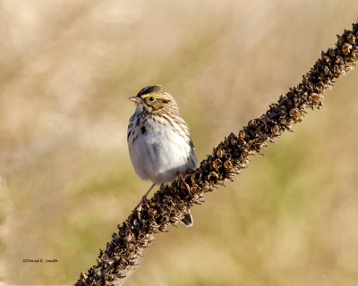 Savannah Sparrow, West of Spokane