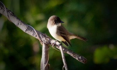 summer_2010_