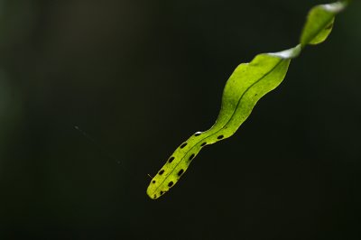 IMGP2117.jpg