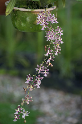IMGP5084.jpg