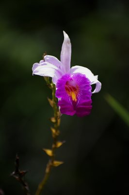 Malaysia - Flora