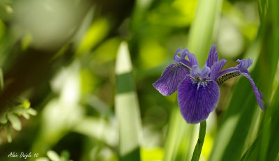 iris versicolore