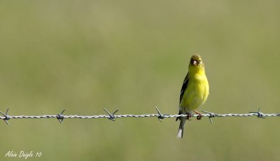 chardonneret jaune