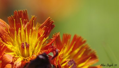 pervire orange