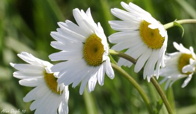 marguerites