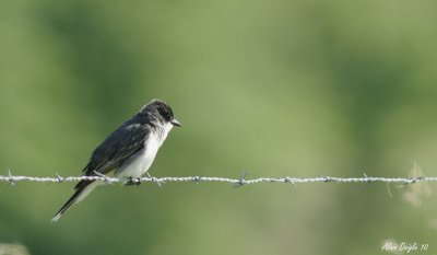 tiran tritri