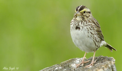 bruant des prs