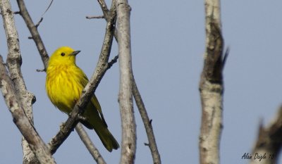 paruline jaune