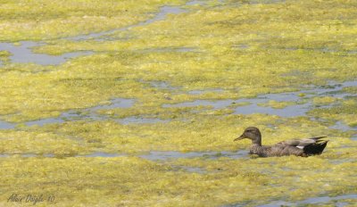 canard chipeau femelle