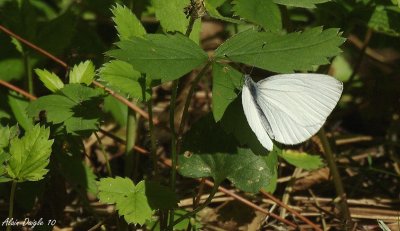 piride du chou