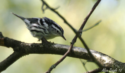 paruline noir et blanc