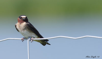 hirondelle  front blanc