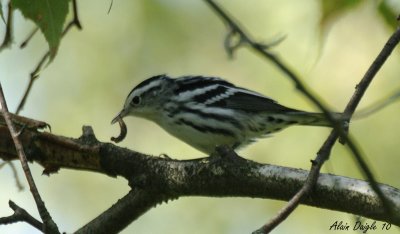 paruline noir blanc