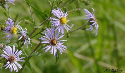 aster