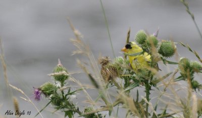 chardonneret jaune