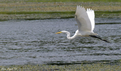 grande aigrette