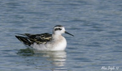 phalarope  bec troit