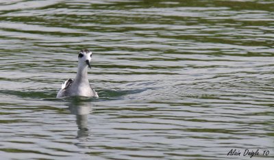 phalarope  bec troit