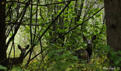 cerfs de Virginie