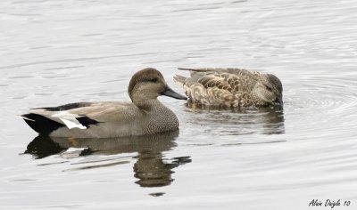 canard  chipeau