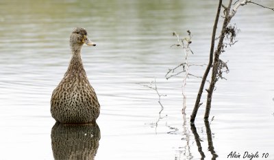 canard colvert  femelle