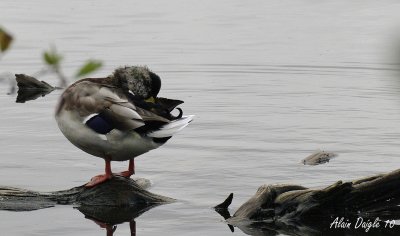 canard colvert