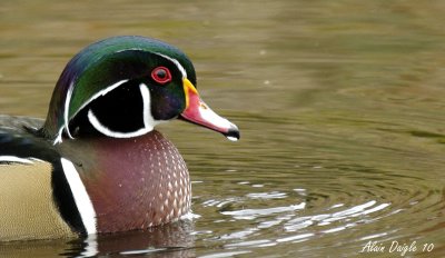 canard hupp portrait