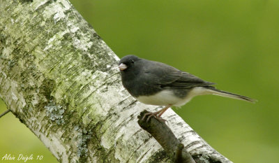 junco ardois