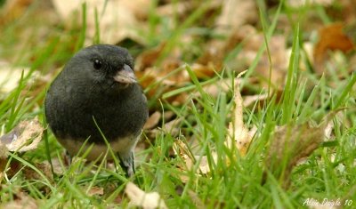 junco ardois