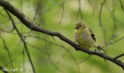 chardonneret jaune