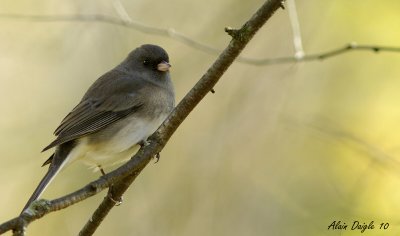junco ardois