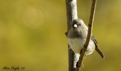 junco ardois