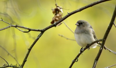 junco ardois