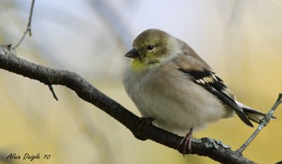 chardonneret jaune
