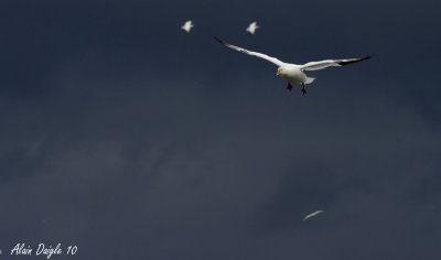 oie des neiges