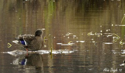 canard colvert femelle