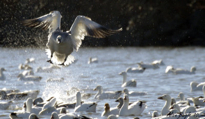 oie des neiges