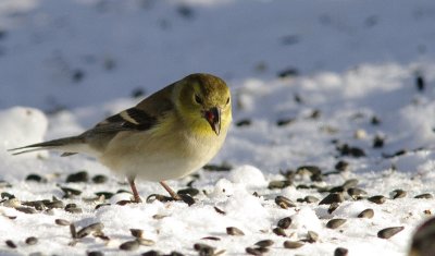 chardonneret jaune