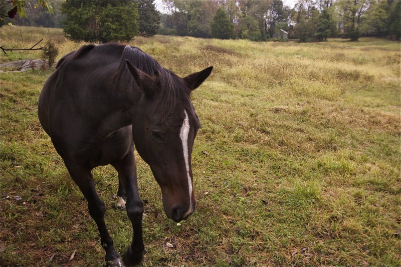 horse-on-Butler-Rd.