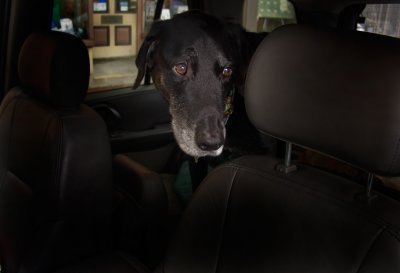Our Beloved Jake