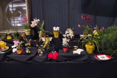 My orchid show displays