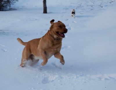 3-09 Buddy loves the Snow