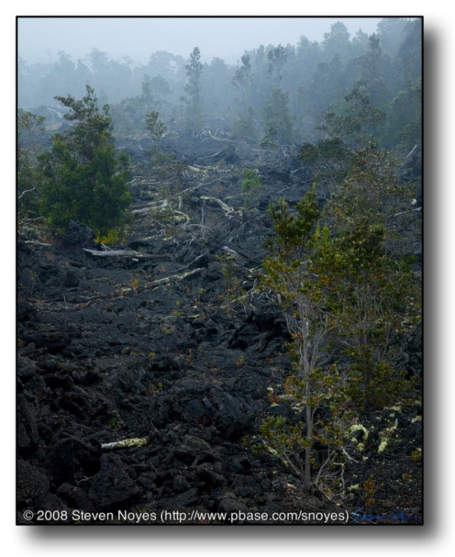 Devastation : Kilauea : Hawaii