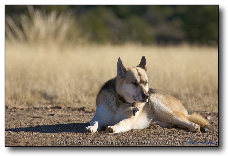 Roosevelt Lake, AZ : Camper Trixie