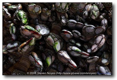 Mussel Beach : Bandon OR